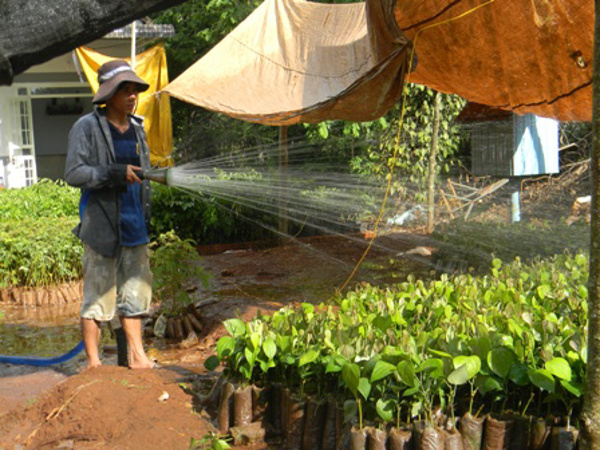 Người dân “quay cuồng” với cây tiêu