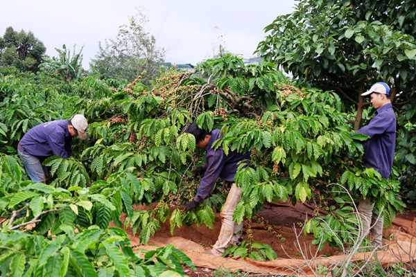 Khuyến khích phát triển hợp tác, liên kết sản xuất, xây dựng cánh đồng lớn