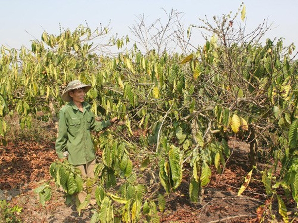 Tây Nguyên: Hơn 7.500ha cây trồng bị thiệt hại do hạn hán