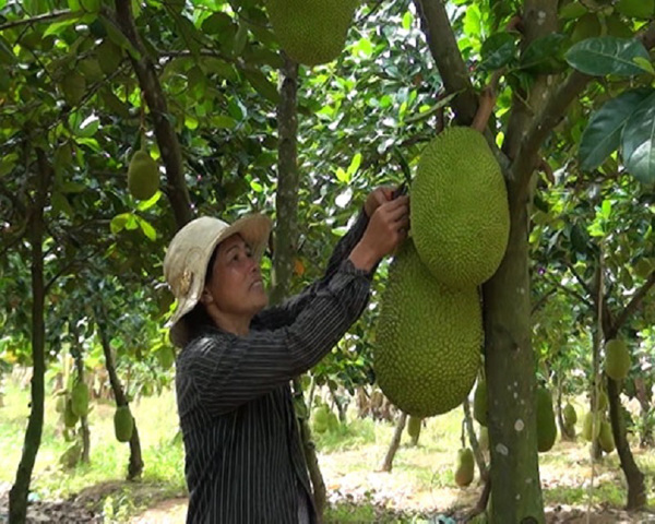 Đắk Lắk: Làm giàu từ mô hình trồng mít Thái siêu sớm
