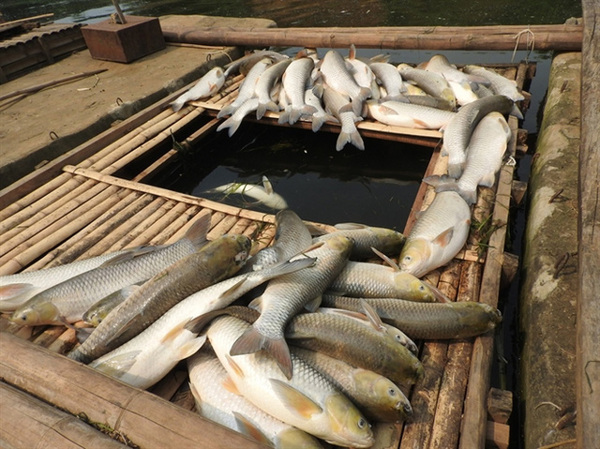 Nhà máy xả thải khiến cá chết bồi thường 1,4 tỷ đồng